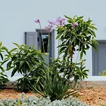 Ammos Serifos 3*